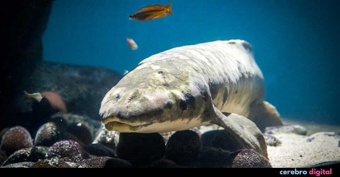 Matusalén, el pez de acuario vivo más antiguo del mundo 1 -