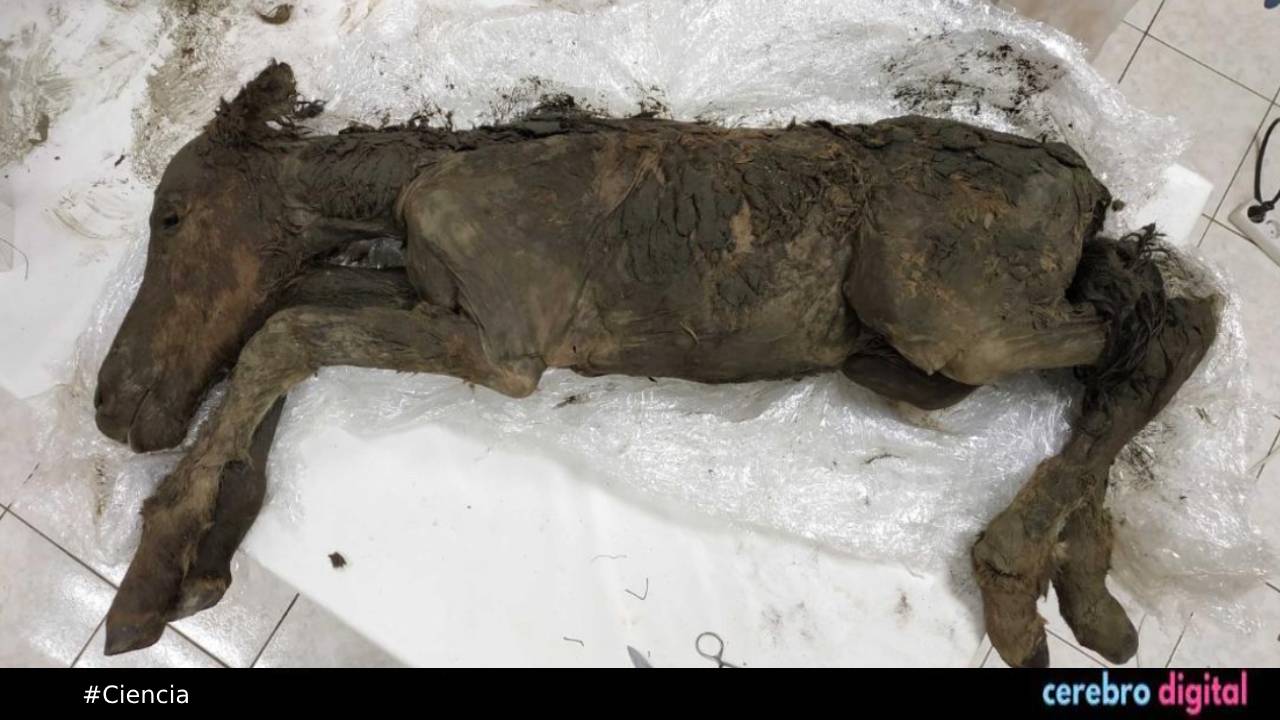 Potro de 42,000 años en Permafrost: su sangre seguía líquida