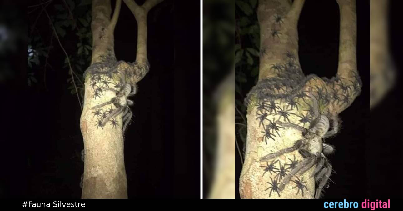 Tarántula tigre de Malasia causa sensación (y terror) en redes sociales