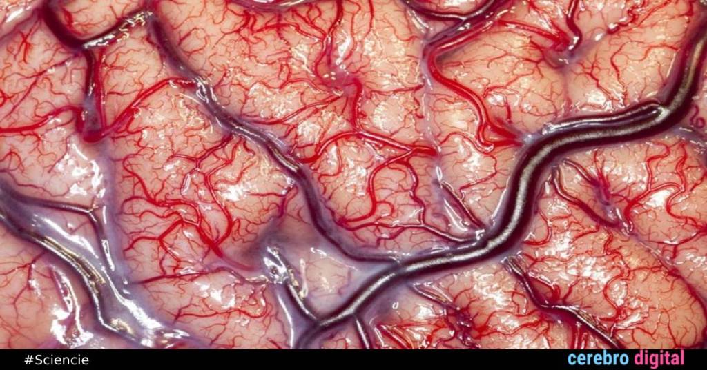 The Best Medical Photography in History