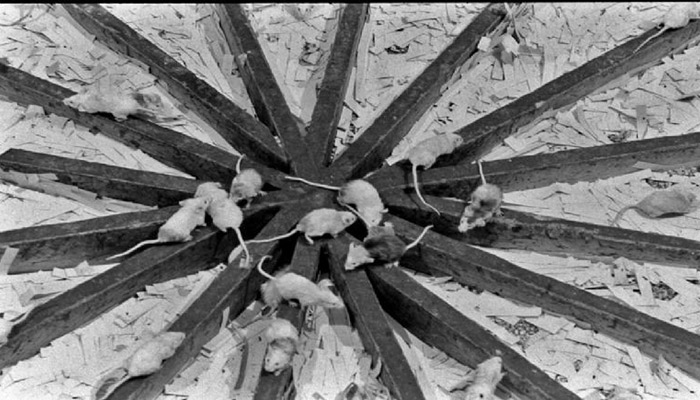 Universe 25: The Terrifying Study That Predicted Human Extinction