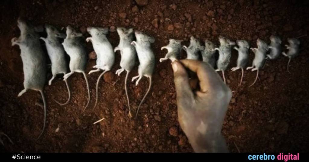 Universe 25: The Terrifying Study That Predicted Human Extinction