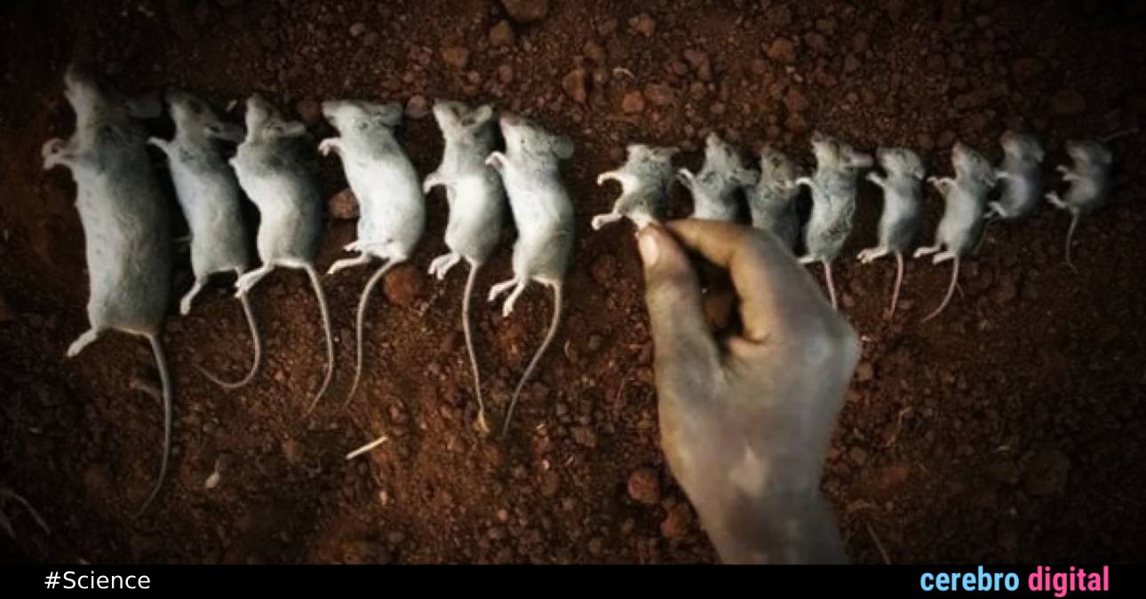 Universe 25: The Terrifying Study That Predicted Human Extinction