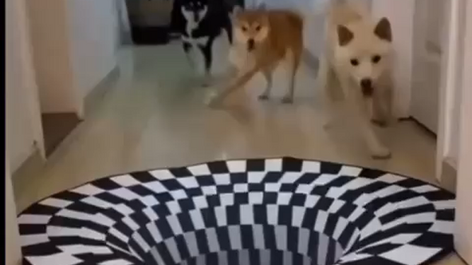 VIDEO: Perros y gatos: diferentes reacciones ante una ilusión óptica