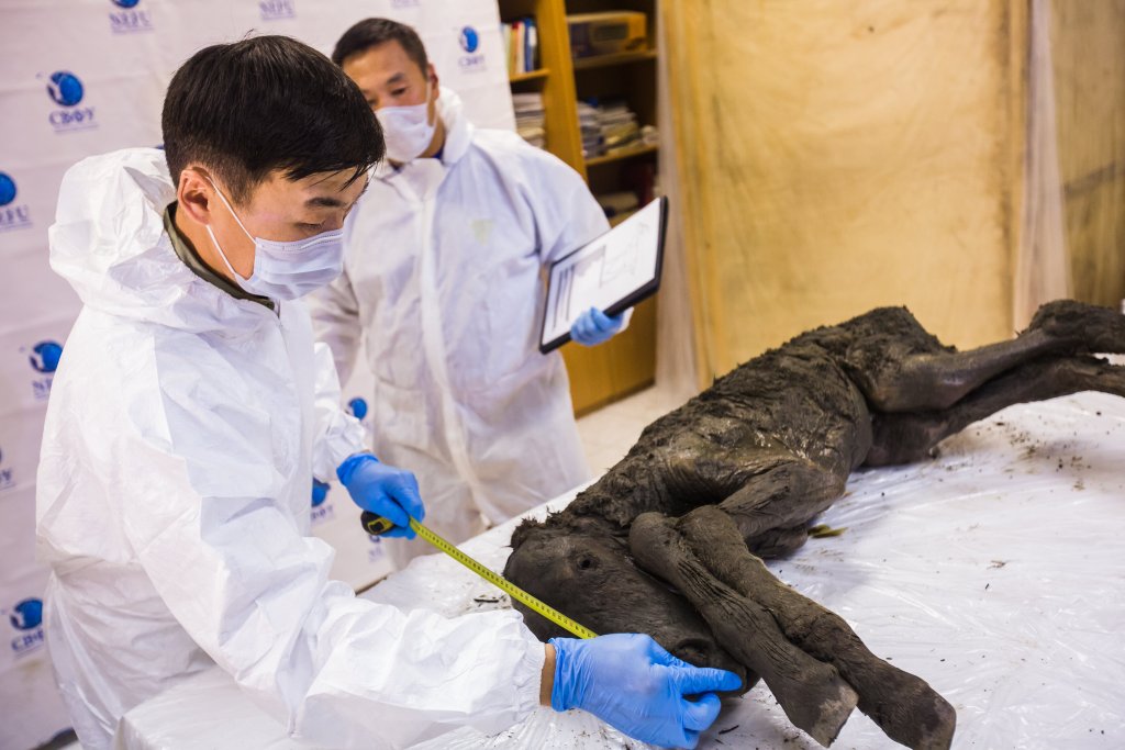 42,000-Year-Old Foal Found in Permafrost: Its Blood Still Liquid