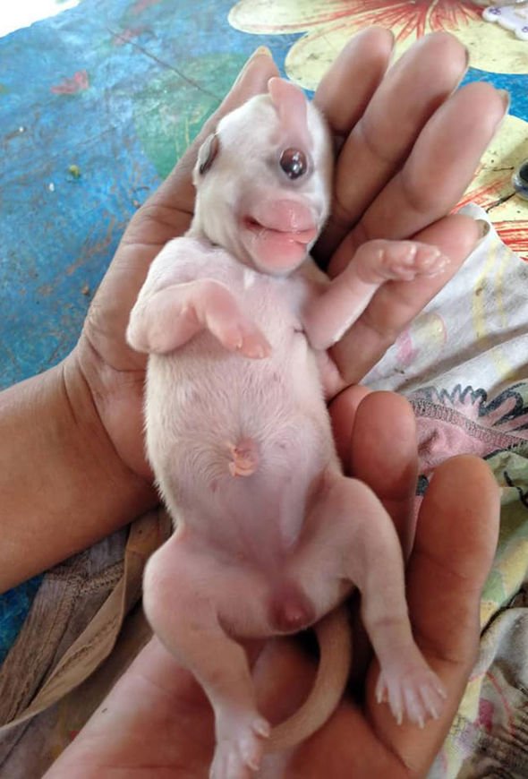 Cíclope: el perrito que nació con un solo ojo, dos lenguas y sin nariz 2 Cíclope: el perrito que nació con un solo ojo, dos lenguas y sin nariz