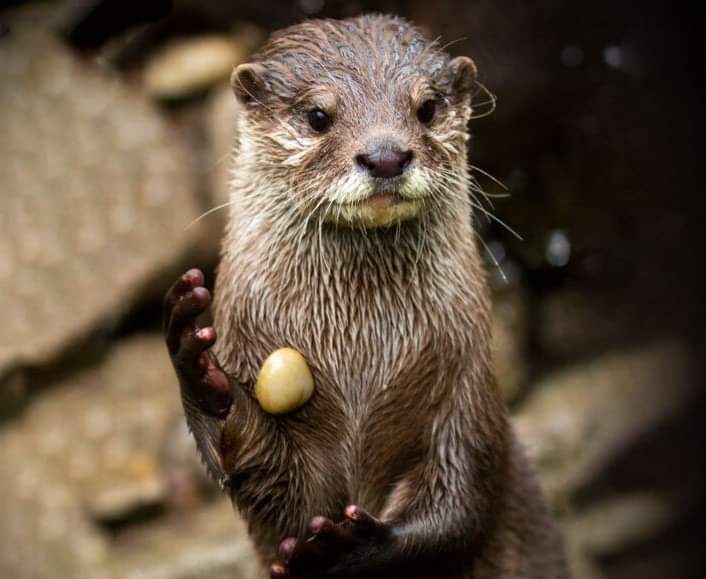 Otters and the Mystery of Their Favorite Stone