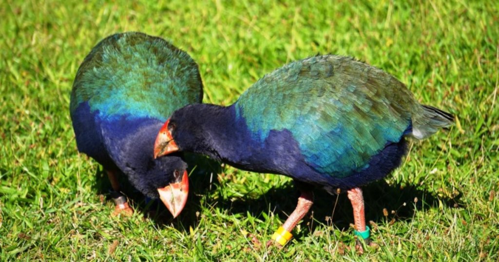 Así “resucitó” un ave prehistórica declarada extinta en el siglo XIX