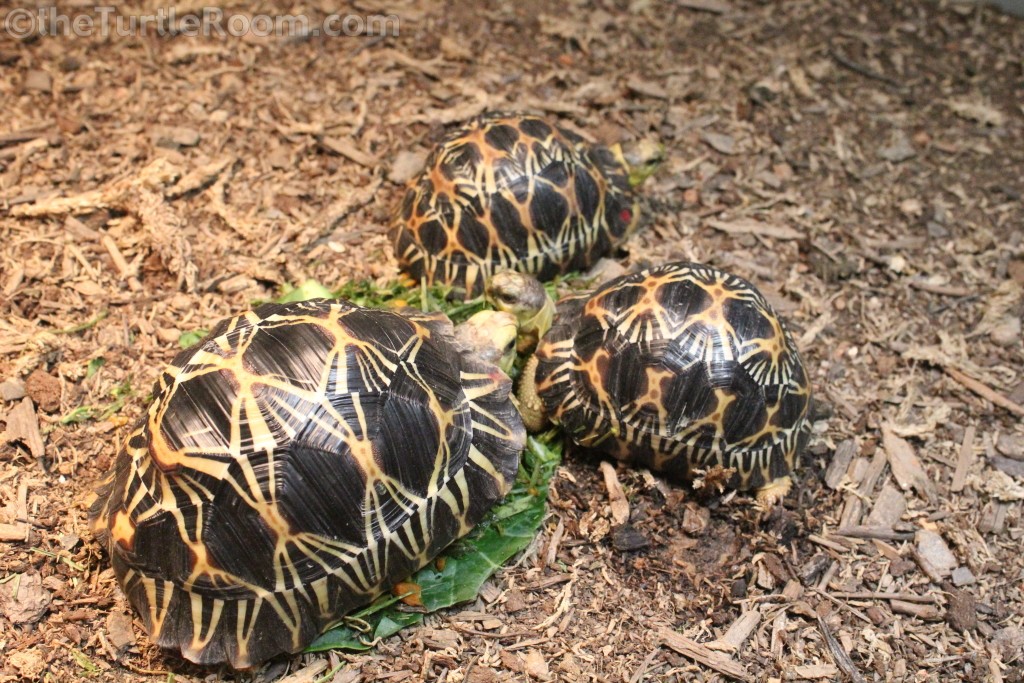 La tortuga radiada: la tortuga más hermosa del mundo en peligro de extinción