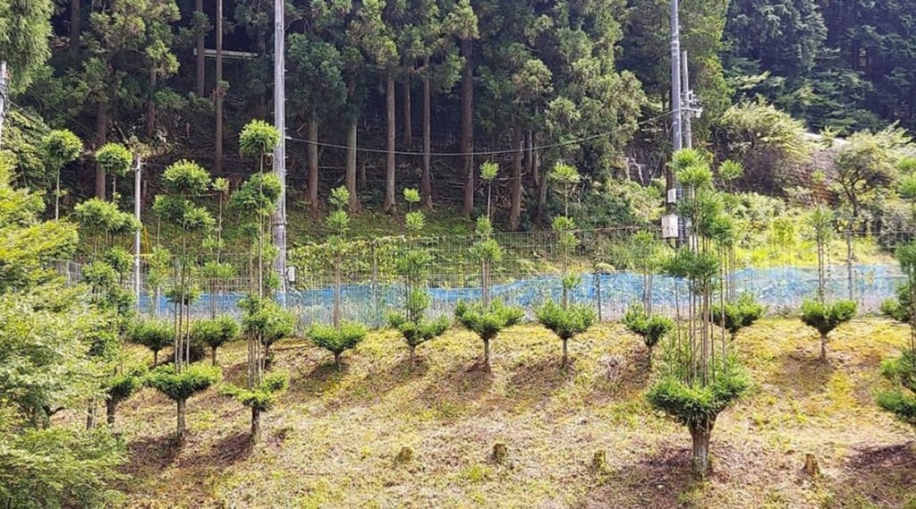 Producir madera sin talar árboles: el maligro japonés tiene 700 años