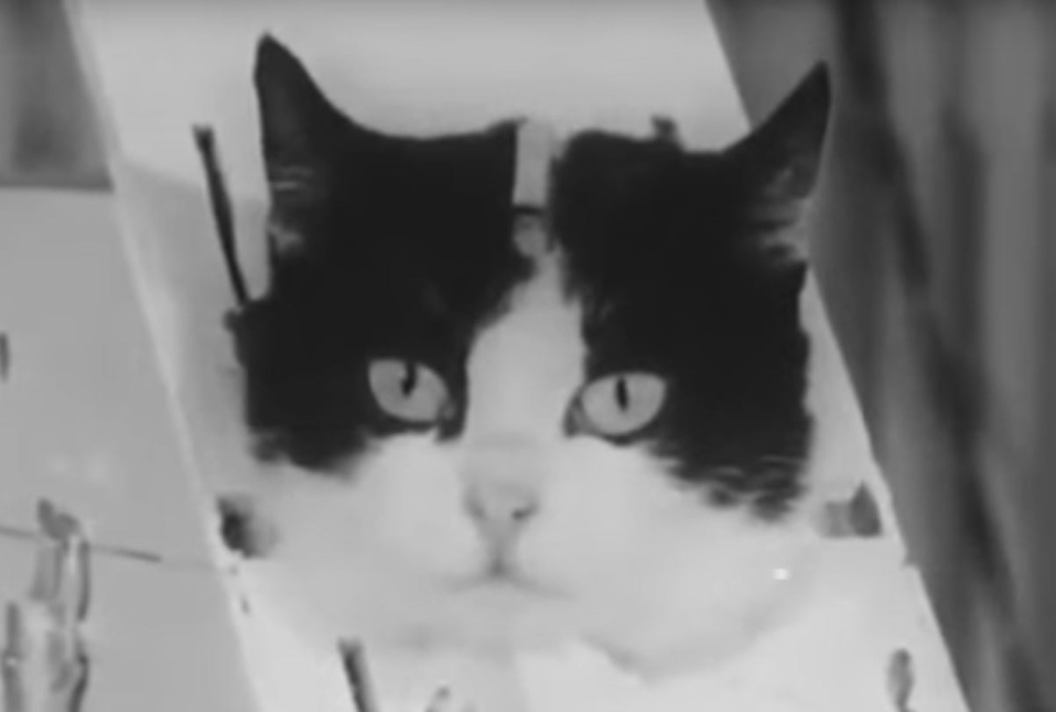 Félicette: la primera gata en ir al espacio… y volver