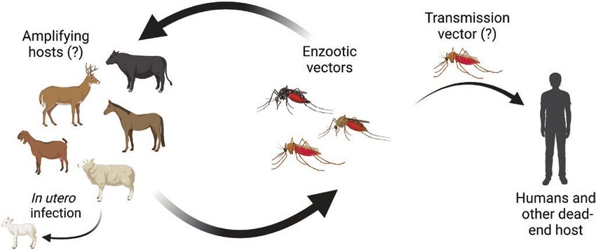 Cache Valley: otro virus transmitido por mosquitos que asusta a Estados Unidos 2 Cache Valley: otro virus transmitido por mosquitos que asusta a Estados Unidos