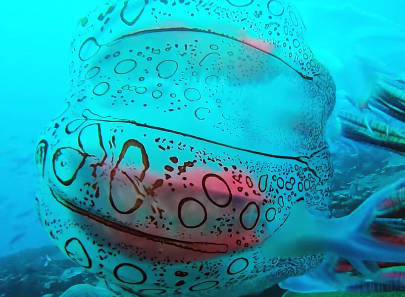 Una Medusa tan extraña que solo ha sido vista dos veces