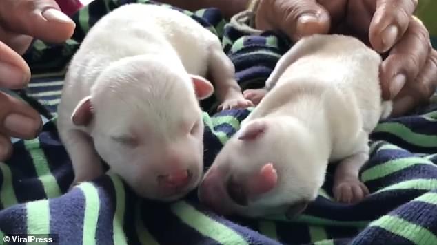 Cíclope: el perrito que nació con un solo ojo, dos lenguas y sin nariz 3 Cíclope: el perrito que nació con un solo ojo, dos lenguas y sin nariz