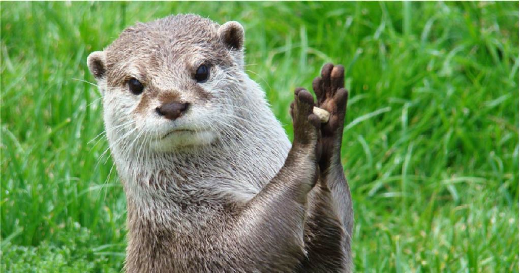 otters-and-the-mystery-of-their-favorite-stone-portada