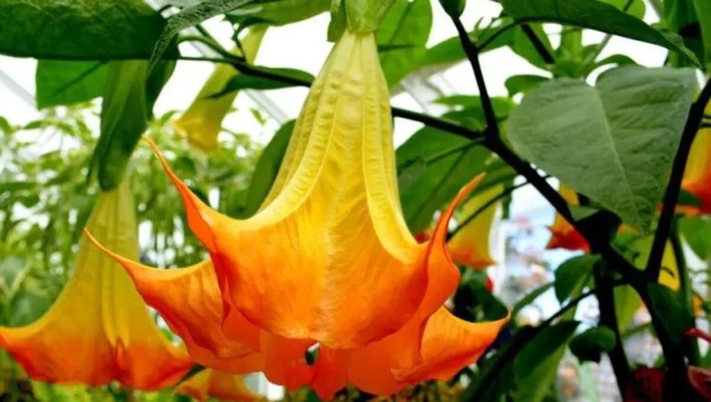 Una flor bella pero peligrosa: TikToker casi se envenena al oler una 3 Una flor bella pero peligrosa: TikToker casi se envenena al oler una