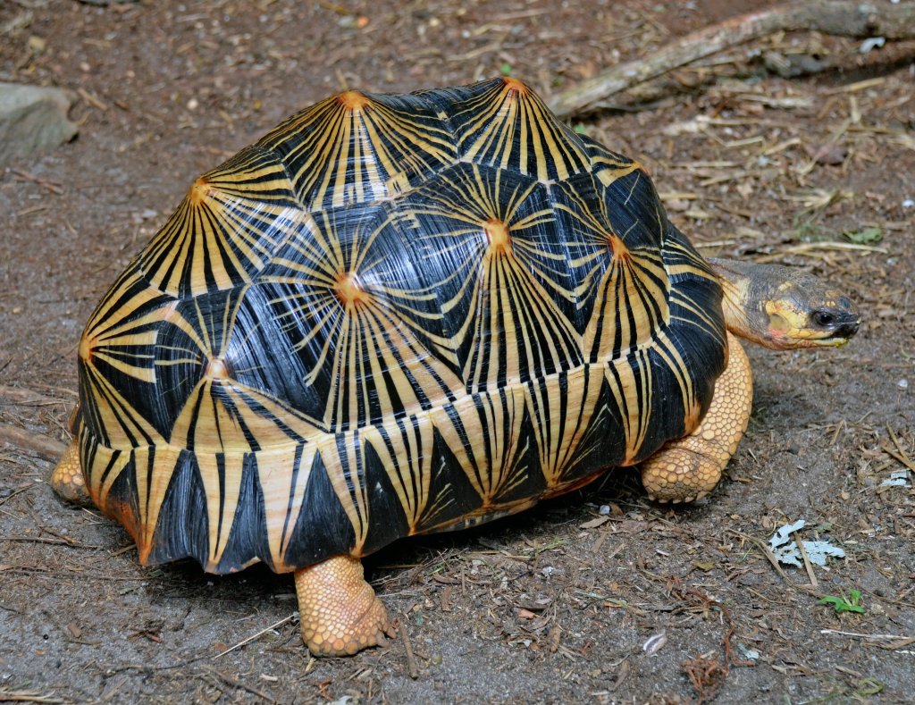 La tortuga radiada: la tortuga más hermosa del mundo en peligro de extinción