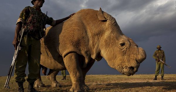 Los últimos dos rinocerontes blancos
