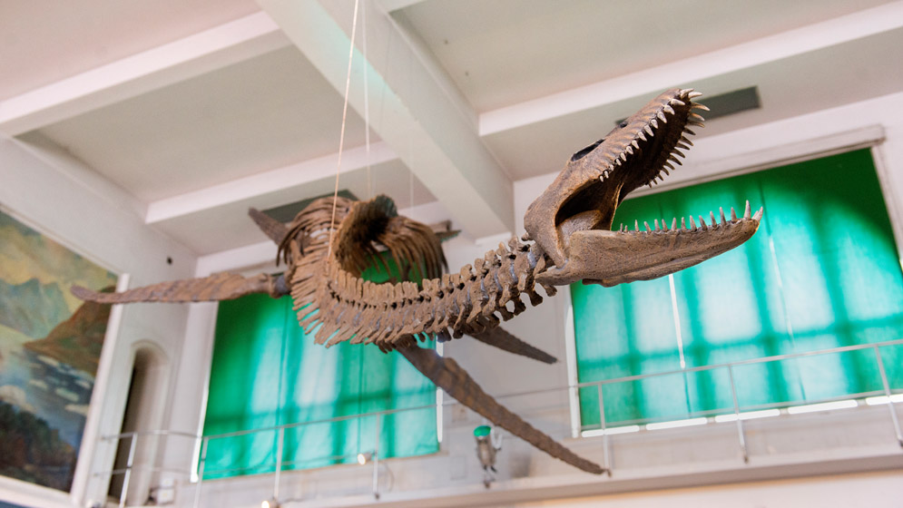 El megadepredador más antiguo conocido: el pliosaurio 3 El megadepredador más antiguo conocido: el pliosaurio