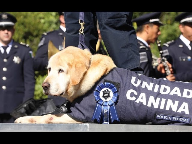 Perros Policías: la vida de los héroes de cuatro patas
