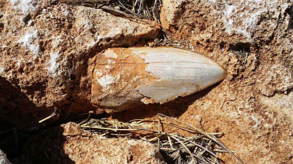 Los tiburones son los únicos sobrevivieron a las 5 extinciones masivas ¿Cómo lo hicieron? 4 Los tiburones son los únicos sobrevivieron a las 5 extinciones masivas ¿Cómo lo hicieron?