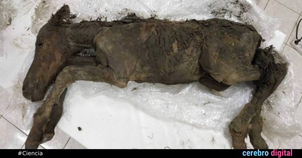 42,000-Year-Old Foal Found in Permafrost: Its Blood Still Liquid
