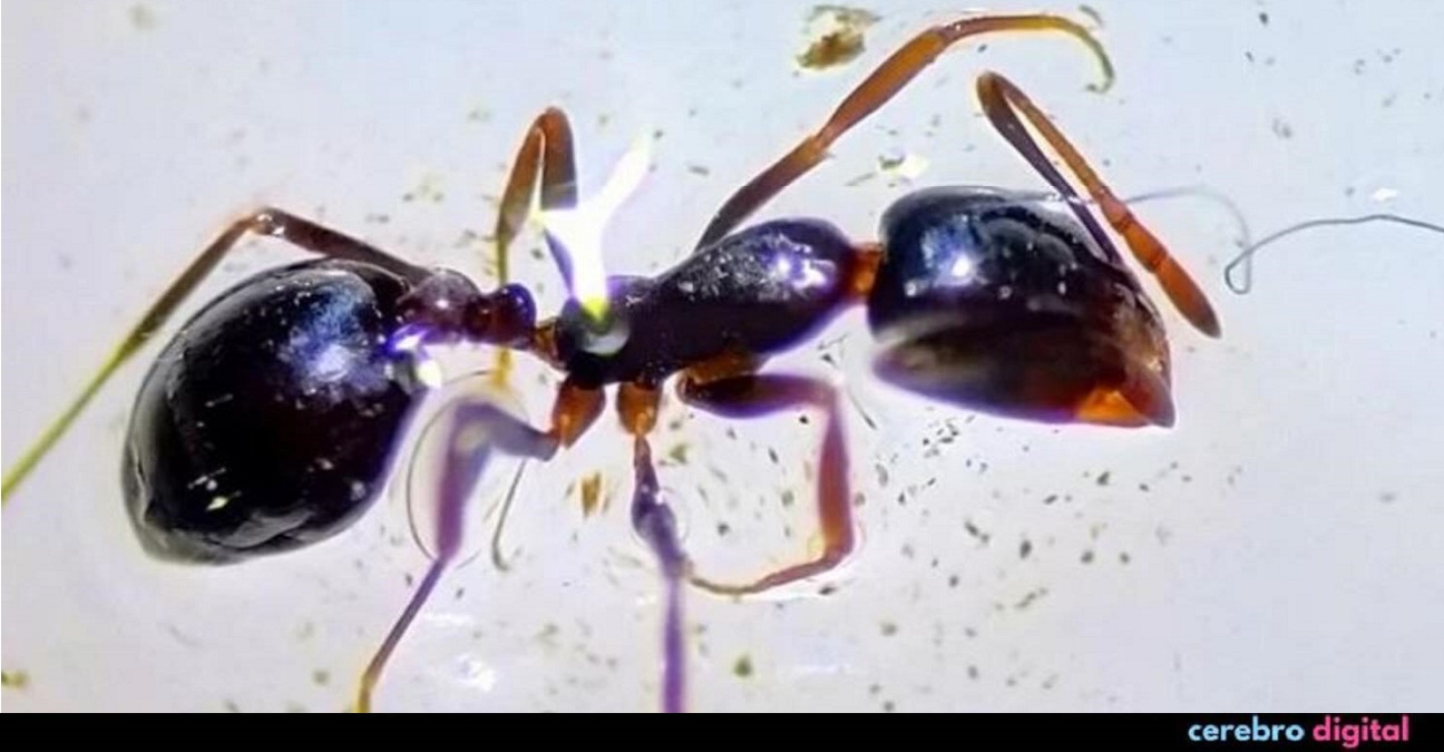 Por primera vez descubren hormigas envueltas en plástico 1 -