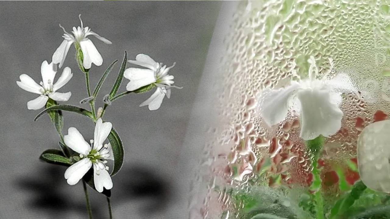 Planta vuelve a la vida 32,000 años después