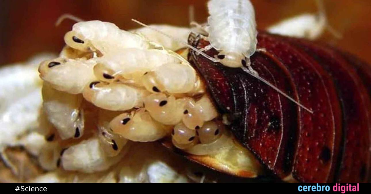 Cockroach Milk: The Superfood of the Future? 1 Cockroach Milk: The Superfood of the Future?