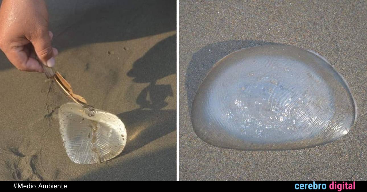 Contaminación: creían que era una medusa ¡Y resultó ser un implante mamario! 1 Contaminación: creían que era una medusa ¡Y resultó ser un implante mamario!