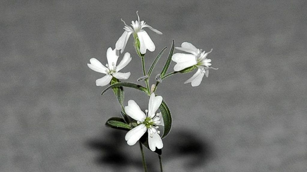 Planta vuelve a la vida 32,000 años después