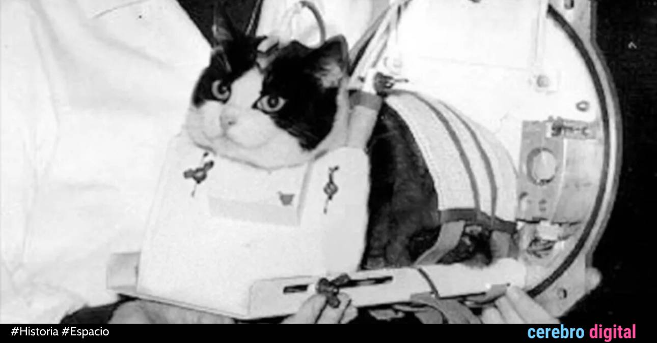 Félicette: la primera gata en ir al espacio… y volver