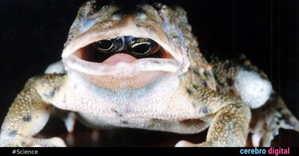 Frog with Eyes Inside Its Mouth: The Enigma of an Astonishing Photograph