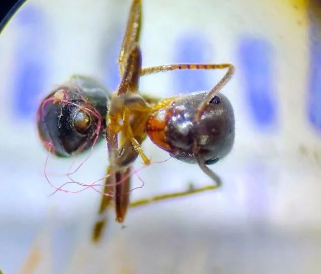 Por primera vez descubren hormigas envueltas en plástico 2 -