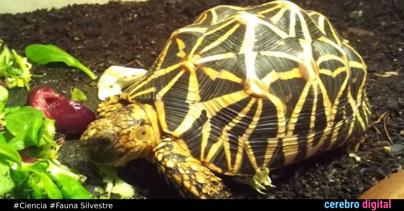 La tortuga radiada: la tortuga más hermosa del mundo en peligro de extinción
