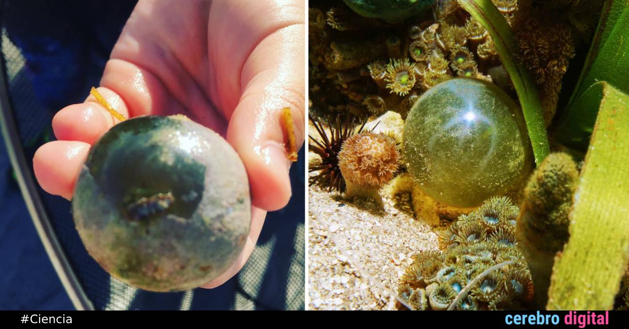 Los organismos unicelulares más grandes del mundo