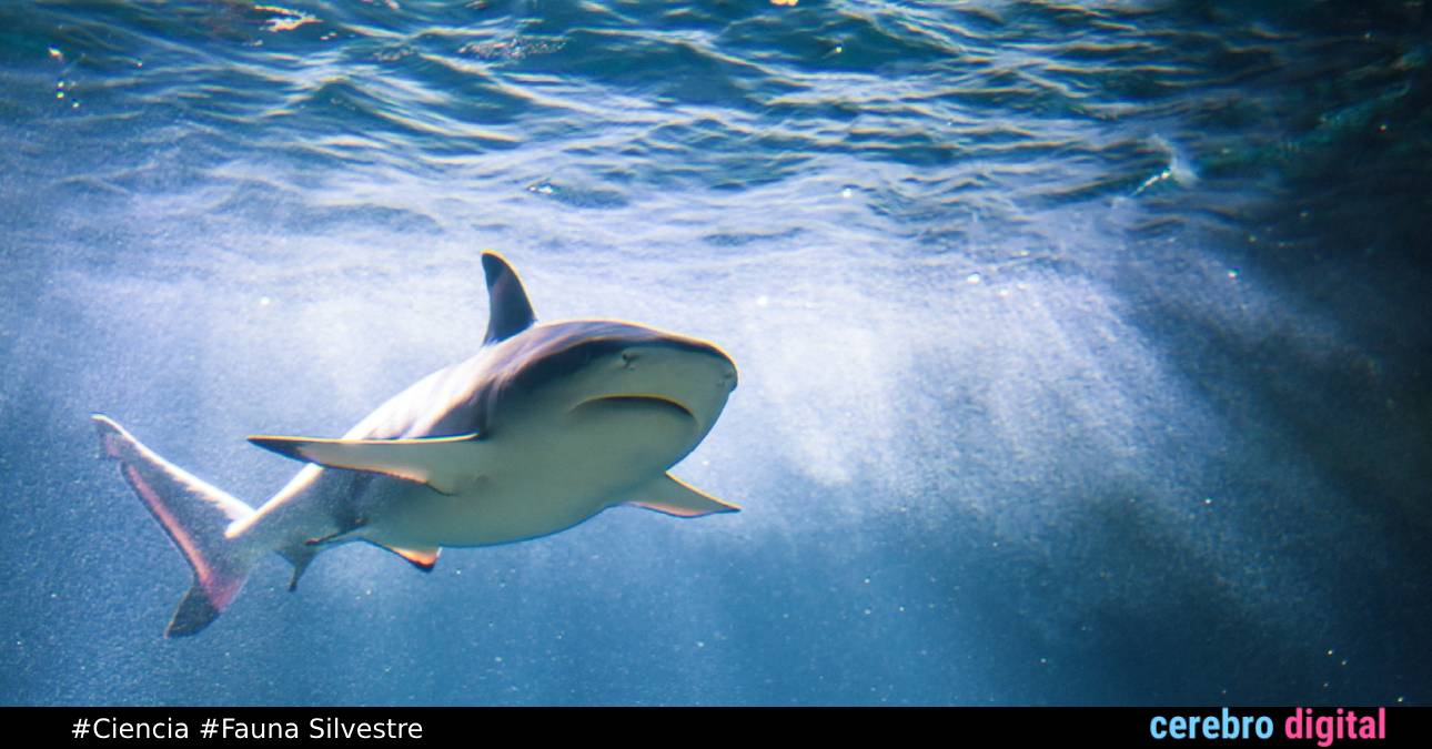 Los tiburones son los únicos sobrevivieron a las 5 extinciones masivas ¿Cómo lo hicieron? 1 Los tiburones son los únicos sobrevivieron a las 5 extinciones masivas ¿Cómo lo hicieron?