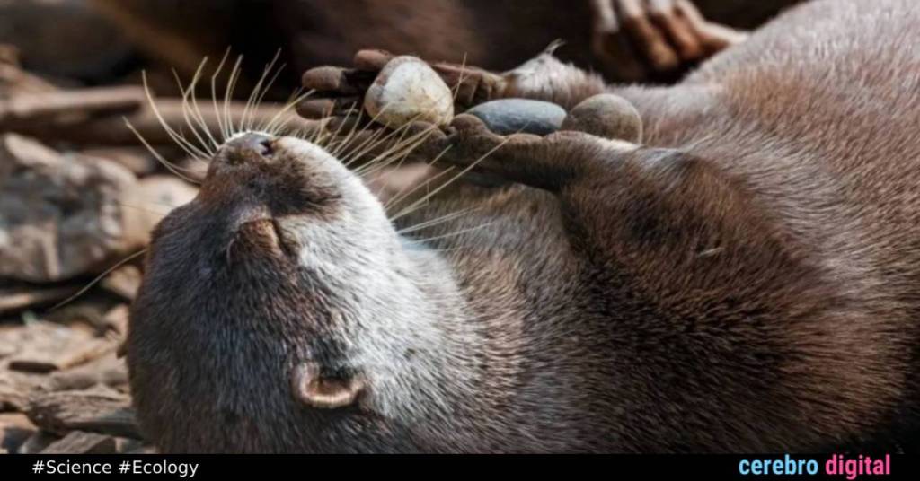 Otters and the Mystery of Their Favorite Stone