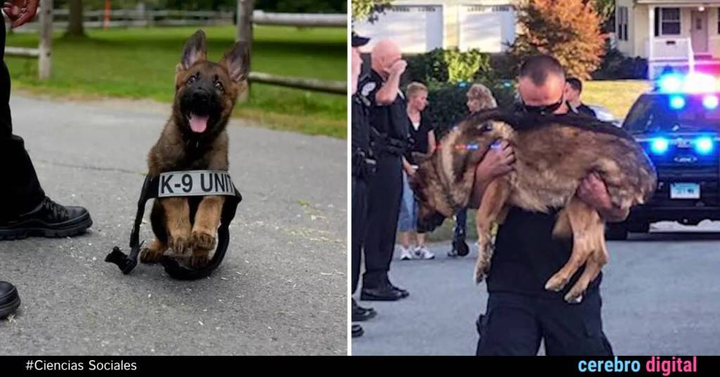 Perros Policías: la vida de los héroes de cuatro patas