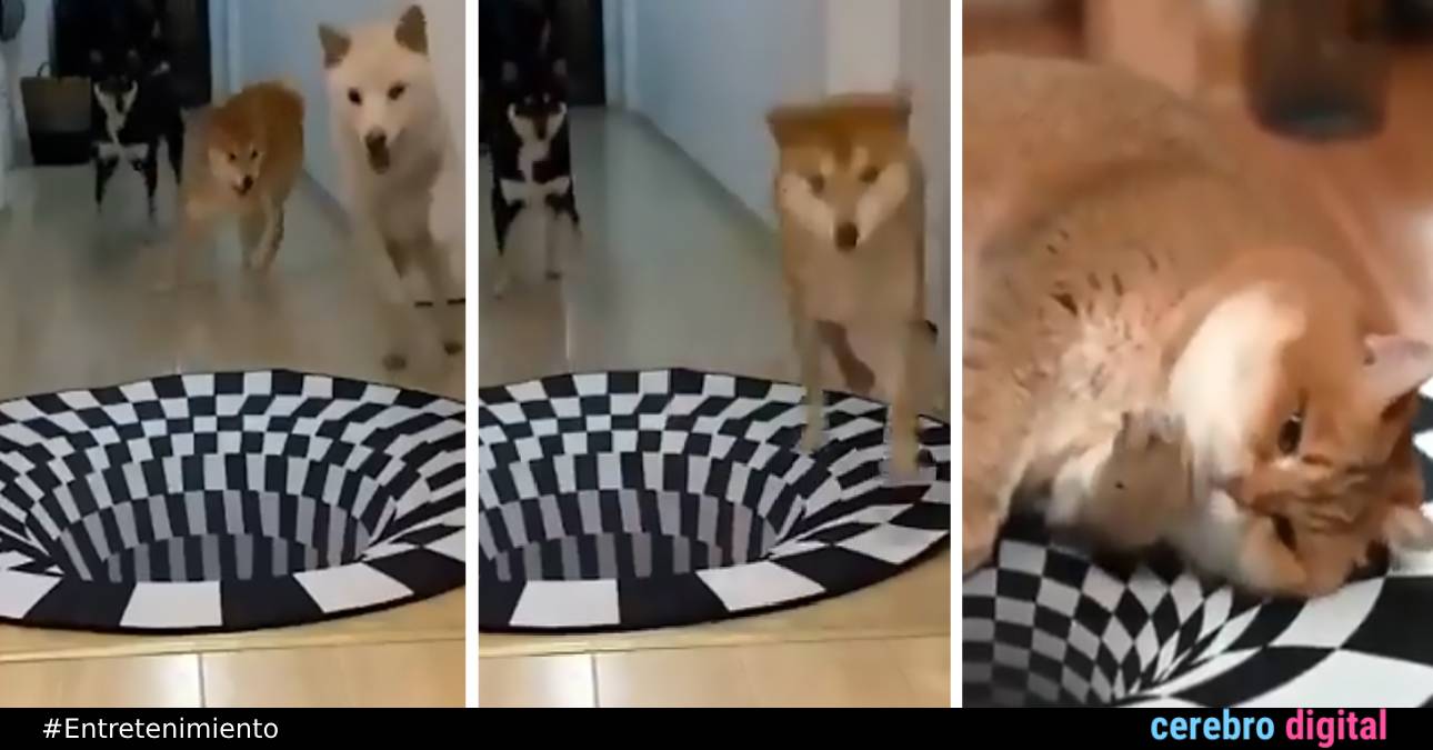 VIDEO: Perros y gatos: diferentes reacciones ante una ilusión óptica