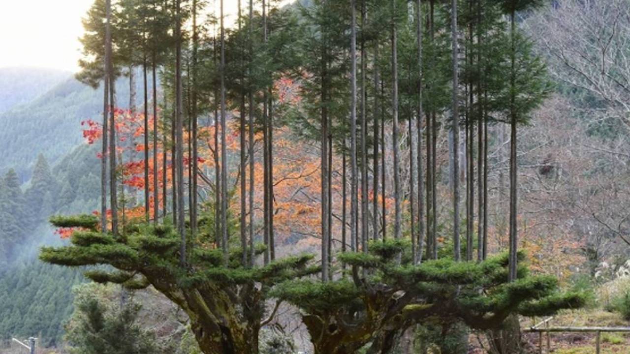 Producir madera sin talar árboles: el maligro japonés tiene 700 años