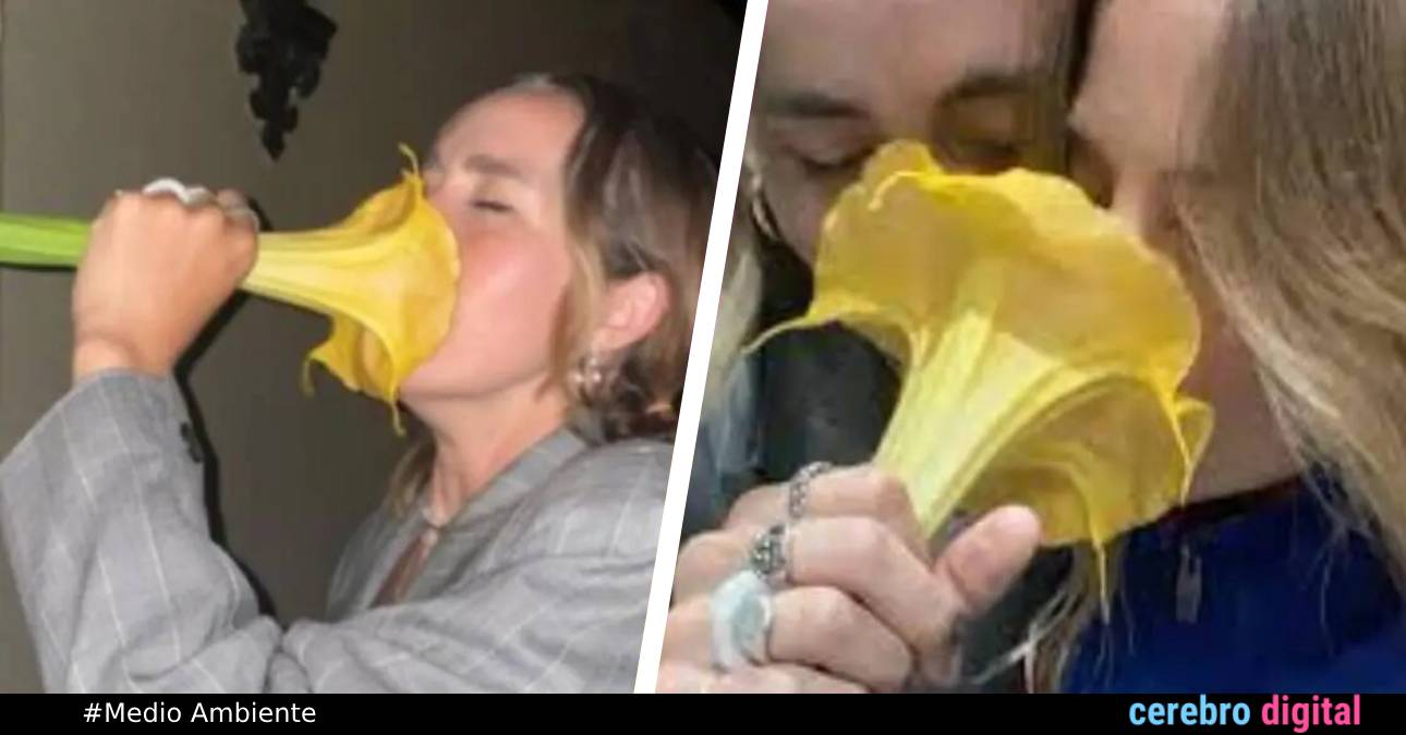 Una flor bella pero peligrosa: TikToker casi se envenena al oler una 1 Una flor bella pero peligrosa: TikToker casi se envenena al oler una