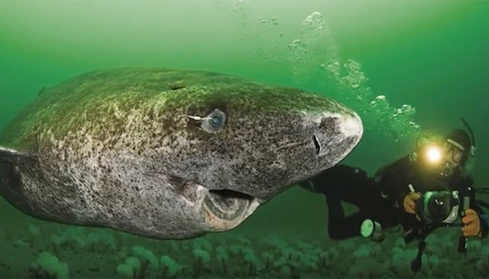 Greenland Shark Becomes the Oldest Vertebrate in the World
