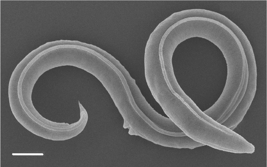 Un gusano que despertó después de 45.000 años en Siberia puede cambiar lo que conocemos de la evolución