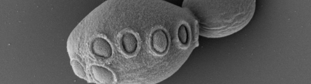 Por primera vez crean vida artificial a partir de un cromosoma sintético