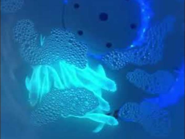 Introducen ADN de medusas a peces y se vuelven fluorescentes 2 Introducen ADN de medusas a peces y se vuelven fluorescentes