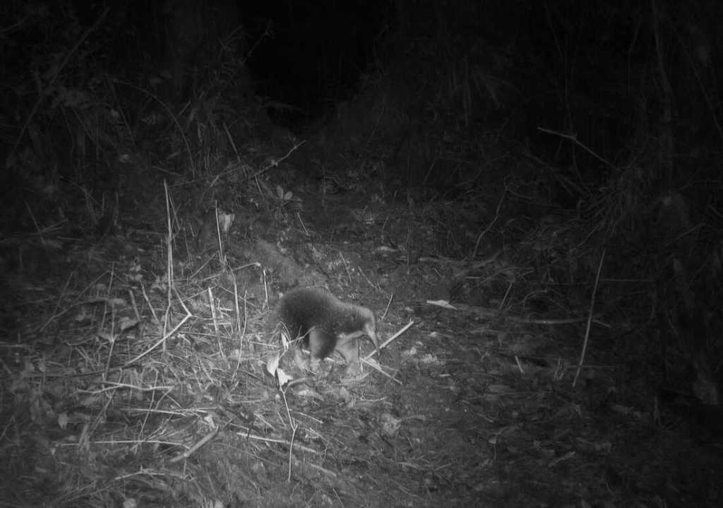 ¡Redescubierta! El mamífero más raro del mundo que se creía extinto es visto 60 años después 2 ¡Redescubierta! El mamífero más raro del mundo que se creía extinto es visto 60 años después