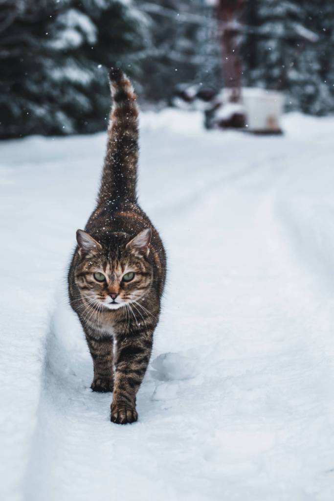 El misterioso andar “perfecto” de los gatos y que solo dos animales más logran imitar 2 El misterioso andar “perfecto” de los gatos y que solo dos animales más logran imitar
