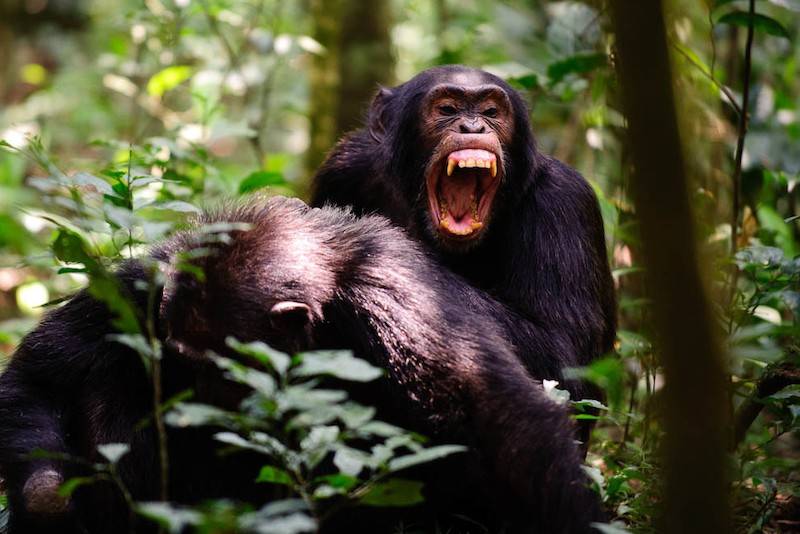 ¿Los chimpancés usas tácticas de guerras humanas?