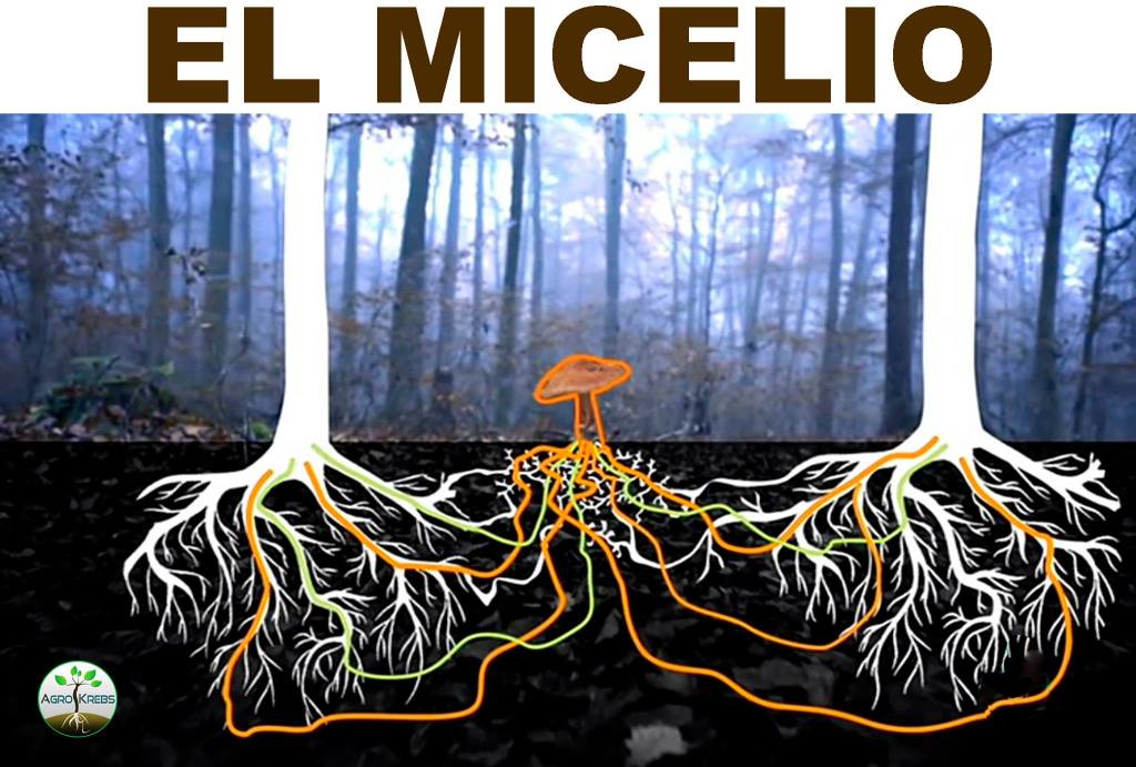 La conexión entre seres vivos de Avatar existe